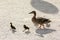 Duck with ducklings.walk in city safety care of children