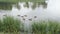 Duck with ducklings on walk floating in the pond water.