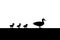 Duck and Ducklings for a walk Silhouette vector