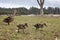 Duck and ducklings walking on grass near a tree