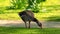 Duck eating grass in the park