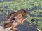 Duck eats duck fleece on the shore of a lake