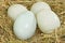 Duck Eggs