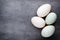 Duck eggs on a cage gray background.