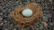 Duck eggs on straw and gravel