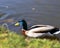 Duck enjoying the sunlight after a good swim