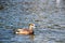 Duck at Esquilmalt Lagoon Migratory Bird Sanctuary