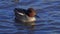 Duck Eurasian Teal or Common Teal Anas crecca male. Small Teal swims among wild ducks. Blue Sky is reflected in the water