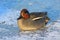 Duck Eurasian Teal or Common Teal Anas crecca male. Teal lay down to rest on the ice