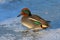 Duck Eurasian Teal or Common Teal Anas crecca male. Teal walks on the ice