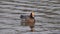 Duck Eurasian Wigeon or Widgeon Mareca penelope Duck Family. A pair of wild ducks swim in the water