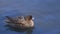 Duck Eurasian Wigeon or  Widgeon Mareca penelope female. Wigeon swims in the water close-up