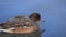 Duck Eurasian Wigeon or  Widgeon Mareca penelope female. Wigeon swims in the water close-up