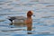 Duck Eurasian Wigeon or  Widgeon Mareca penelope male. Wigeon floats in the water, close up