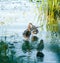 Duck evening ducks clean their feathers in the water in a pond in a quiet place with beautiful evening light and a peaceful sky