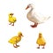 Duck family