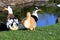 A duck family, a big drake and a yellow duck are sitting on a green lawn. Poultry on a farm. Waterfowl birds