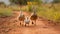 Duck Family Crossing: Mother Duck Leading Ducklings on Rural Farm Road