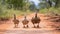 Duck Family Crossing: Mother Duck Leading Ducklings on Rural Farm Road