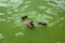 Duck family with duck chicks. Adult duck with two young ducklings are swimming in the lake. Animal family portrait.