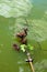 Duck family with duck chicks. Adult duck with two young ducklings are swimming in tranquil water in the lake.