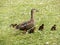 Duck family encountered at botanical graden