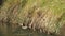 Duck family giving a pass through the borges blanques canal, lerida, spain, europe