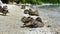 The duck family has mothers and children sitting on the sandy shore by the lake