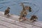 Duck Family Jumping on a Dock Jumping in Water