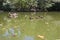 Duck family at main pond of Campo Grande park, Valladolid, Spain