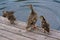 Duck Family Mother Duckling Flapping Wings