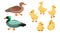 Duck family. Set small ducklings with parents, drake and duck. Vector cartoon illustration