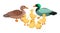 Duck family. Set small ducklings with parents, drake and duck. Vector cartoon illustration