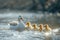 Duck family swimming in the river surrounded by ample white space creating a serene and peaceful scene, baby animals in the wild