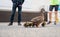 Duck family walking on a city road with cars, people trying to rescue birds from traffic, mother with ducklings, urban wildlife