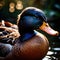 Duck farm animal living in domestication, part of agricultural industry