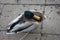 Duck, a farm animal seen from above, walking on asphalt. the plumage of the head has a bright emerald green color