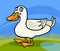 Duck farm bird animal cartoon illustration