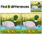 Duck Farm Find The Differences