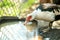 Duck feed on traditional rural barnyard. Detail of a waterbird drinking water on barn yard. Free range poultry farming concept