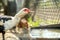 Duck feed on traditional rural barnyard. Detail of a waterbird drinking water on barn yard. Free range poultry farming concept