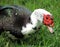 Duck feeding on grass