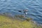 A duck feeds a duckling with fish.