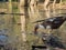 A duck feeds at the shores of Athalassa Lake in Cyprus against the beautiful reflections of tree barks in the background