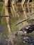 A duck feeds at the shores of Athalassa Lake in Cyprus against the beautiful reflections of tree barks in the background