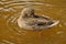 Duck female adjusting her feathers on back