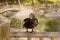 Duck on a fence Reina Sofia Park Guardamar del Segura Costa Blanca Spain