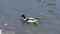 Duck float on surface pond