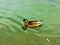 A duck floating in the lake