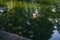 Duck floating in a pond with water of green color on a sunny day